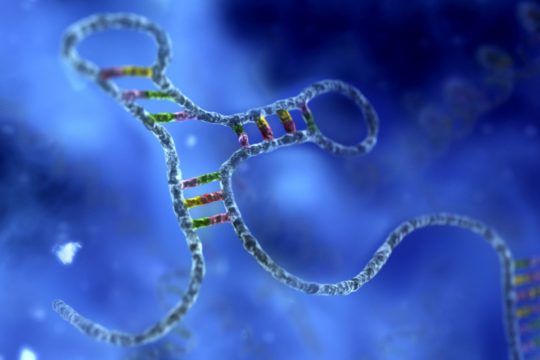 A Detailed Report On Biological Significance, Structure, and Types Of RNA