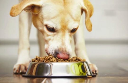 Dog Nutrients 101: Nutrition For Small Dog Breeds