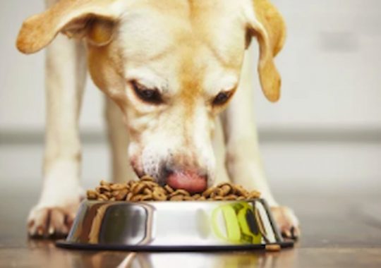 Dog Nutrients 101: Nutrition For Small Dog Breeds