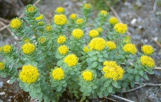 Rhodiola – The Betterment Herb